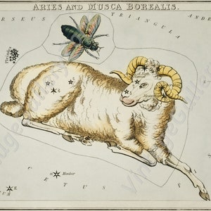 The Aries and Musca Borealis,Astronomical Antique chart illustration from 1831, Astrology Stars Vintage Truck. Vintage poster zodiac signs. image 1