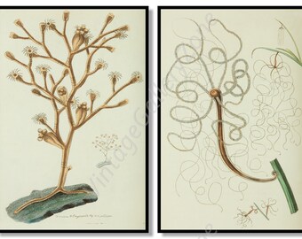 Ensemble de 2 estampes botaniques, Set No.095, Gravures d’art de coquillages marins anciens, Impressions de la vie marine, Art vintage de la science, Affiche vintage de la vie sous-marine