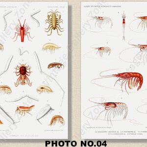 Set of 2 Botanical Prints, Set No.060, Antique Marine Biology Art Prints, Sea Life Prints, Science Vintage Art, Undersea Life Vintage Poster image 5