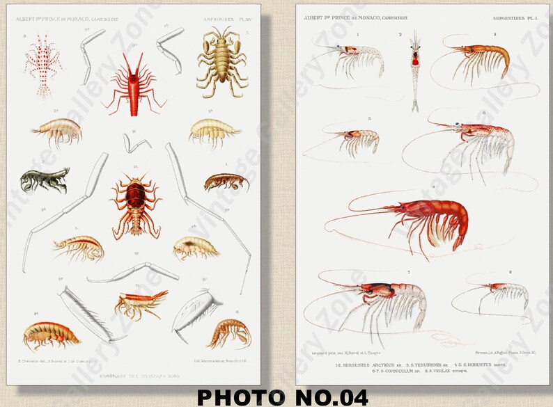 Set of 2 Botanical Prints, Set No.060, Antique Marine Biology Art Prints, Sea Life Prints, Science Vintage Art, Undersea Life Vintage Poster image 5