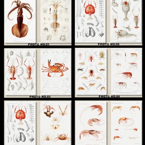 Set of 2 Botanical Prints, Set No.060, Antique Marine Biology Art Prints, Sea Life Prints, Science Vintage Art, Undersea Life Vintage Poster image 1