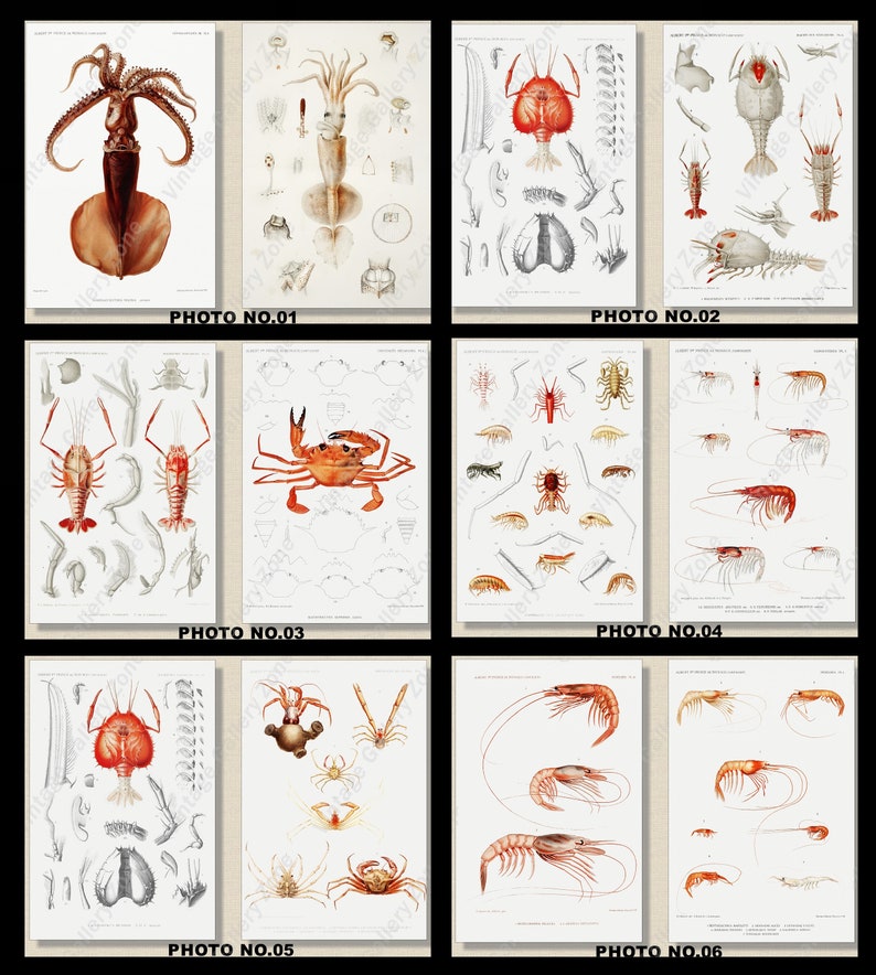 Set of 2 Botanical Prints, Set No.060, Antique Marine Biology Art Prints, Sea Life Prints, Science Vintage Art, Undersea Life Vintage Poster image 1