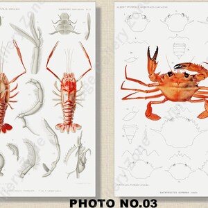 Set of 2 Botanical Prints, Set No.060, Antique Marine Biology Art Prints, Sea Life Prints, Science Vintage Art, Undersea Life Vintage Poster image 4