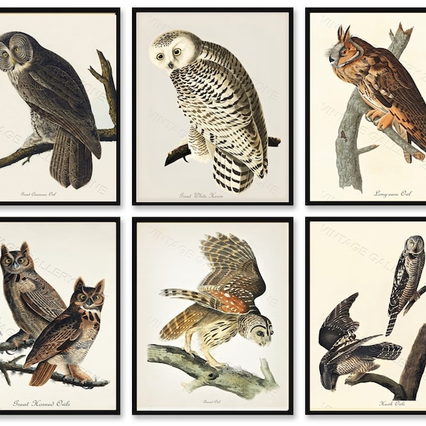 Set of 6 Vintage Owls No.206. Ornithology Print, ANTIQUE OWL PRINT, Ornithology Poster,Birds Decor,Owls Collection,Owl Print, Vintage Owls,