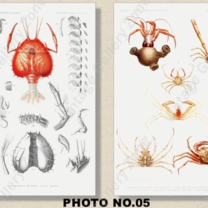 Set of 2 Botanical Prints, Set No.060, Antique Marine Biology Art Prints, Sea Life Prints, Science Vintage Art, Undersea Life Vintage Poster image 6