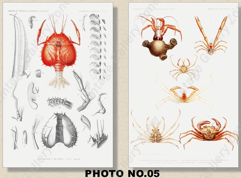 Set of 2 Botanical Prints, Set No.060, Antique Marine Biology Art Prints, Sea Life Prints, Science Vintage Art, Undersea Life Vintage Poster image 6