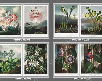 Set of 2 Floral Prints, Set No.001C, Antique Botanical Prints, Art Print, Botanical Prints, Wall Art, Print, Cottage Decor, Botanical Art