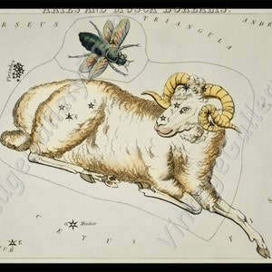The Aries and Musca Borealis,Astronomical Antique chart illustration from 1831, Astrology Stars Vintage Truck. Vintage poster zodiac signs. image 2