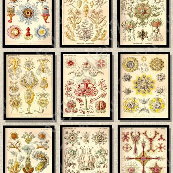 Set of 9 Botanical Prints, Set No.047B, Antique Marine Biology Art Prints,Sea Life Prints, Science Vintage Art, Undersea Life Vintage Poster