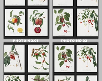 Set of 4 Prints - drawings of growing Fruits, Set No.015, Antique Botanical Prints, Art Print, Home Decor, Botanical Art of Growing Fruits.