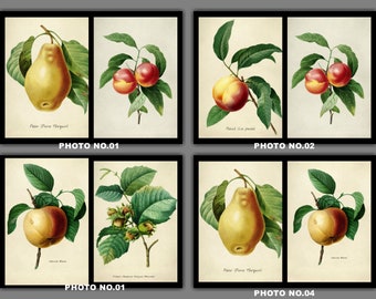 Set of 2 Prints - dibujos de frutas en crecimiento, Set No.028, Grabados botánicos antiguos, Grabado artístico, Decoración del hogar, Arte botánico del cultivo de frutas.