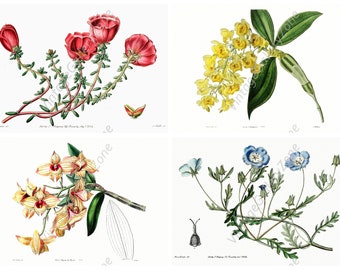 Set of 4 Floral Prints, Set No.162,Antique Botanical Prints,Giclee,Art Print,Botanical Prints,Wall Art, Print, Cottage Decor, Botanical Art