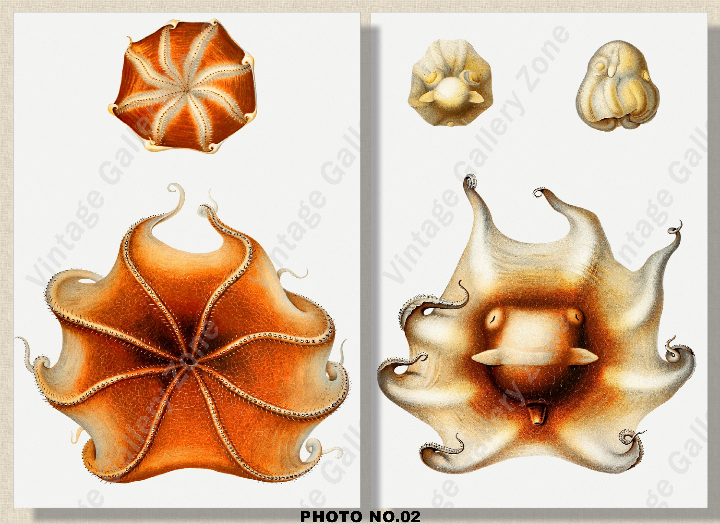 Set of 2 Botanical Prints Set No.051 Antique Marine Biology | Etsy