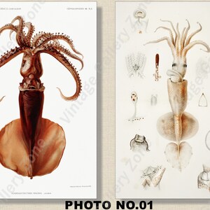 Set of 2 Botanical Prints, Set No.060, Antique Marine Biology Art Prints, Sea Life Prints, Science Vintage Art, Undersea Life Vintage Poster PHOTO NO.01