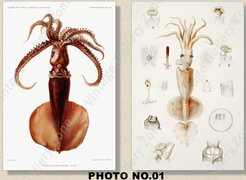 Set of 2 Botanical Prints, Set No.060, Antique Marine Biology Art Prints, Sea Life Prints, Science Vintage Art, Undersea Life Vintage Poster image 2