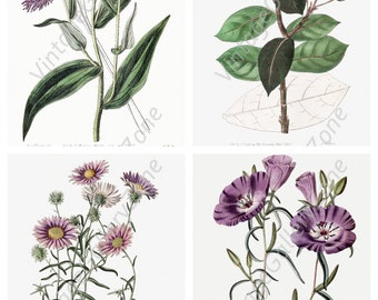 Set of 4 Floral Prints, Set No.158,Antique Botanical Prints,Giclee,Art Print,Botanical Prints,Wall Art, Print, Cottage Decor, Botanical Art