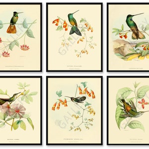 Set of 6 Vintage Hummingbirds Prints. Set No 183. Antique Hummingbirds Poster,Tropical Birds Print, Natural History Victorian Art Bird Decor
