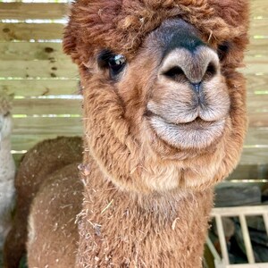 May include: A close-up of a brown alpaca with a fluffy coat. The alpaca has a friendly expression and is looking directly at the camera.