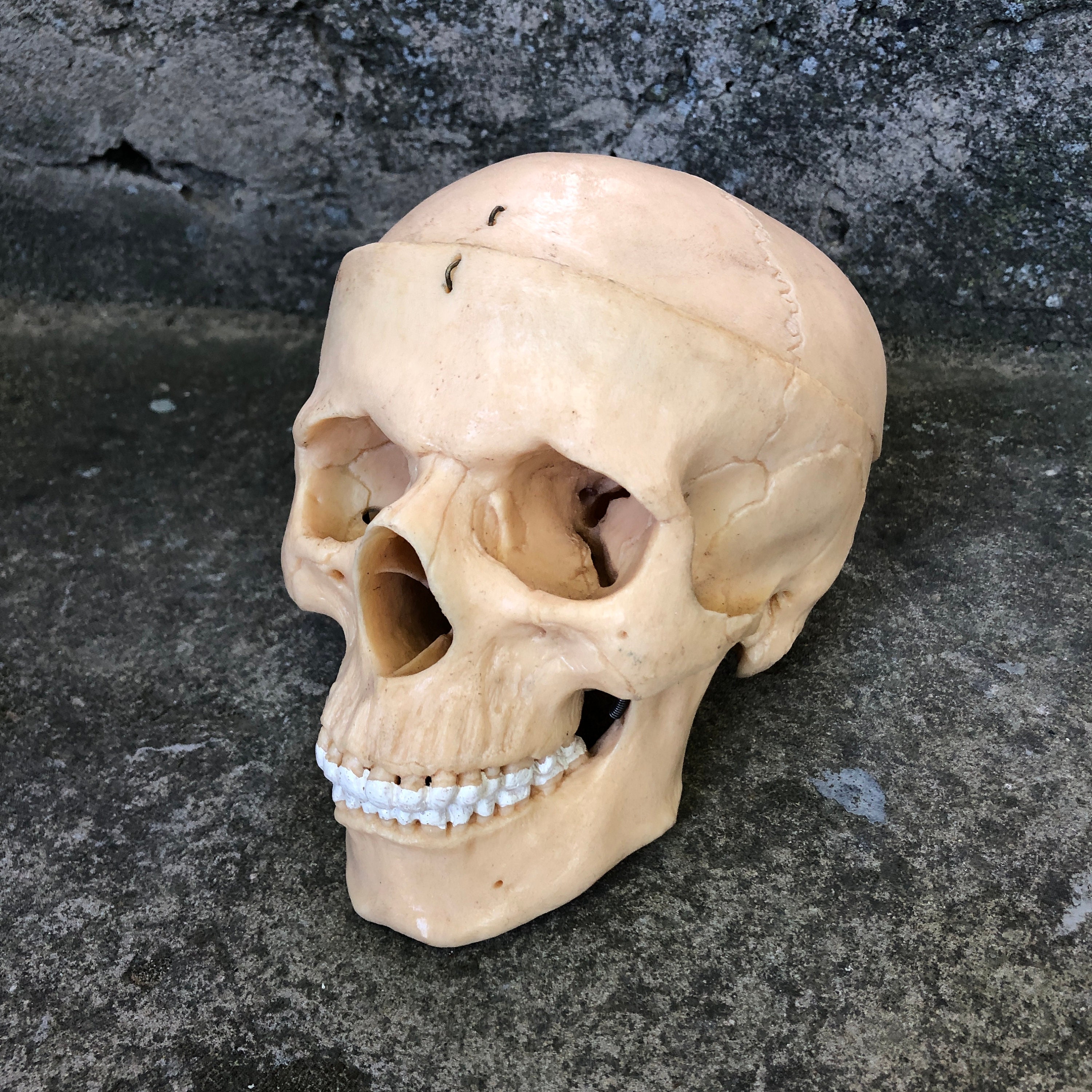 Vintage Skull Model, Human Skull Replica, Teaching Aid