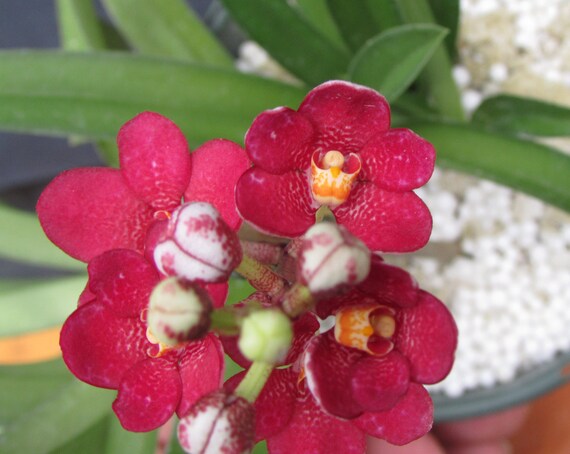 Sarcochilus Kulnura Momentum Etsy