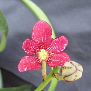 Sarcochilus Kulnura Momentum Etsy