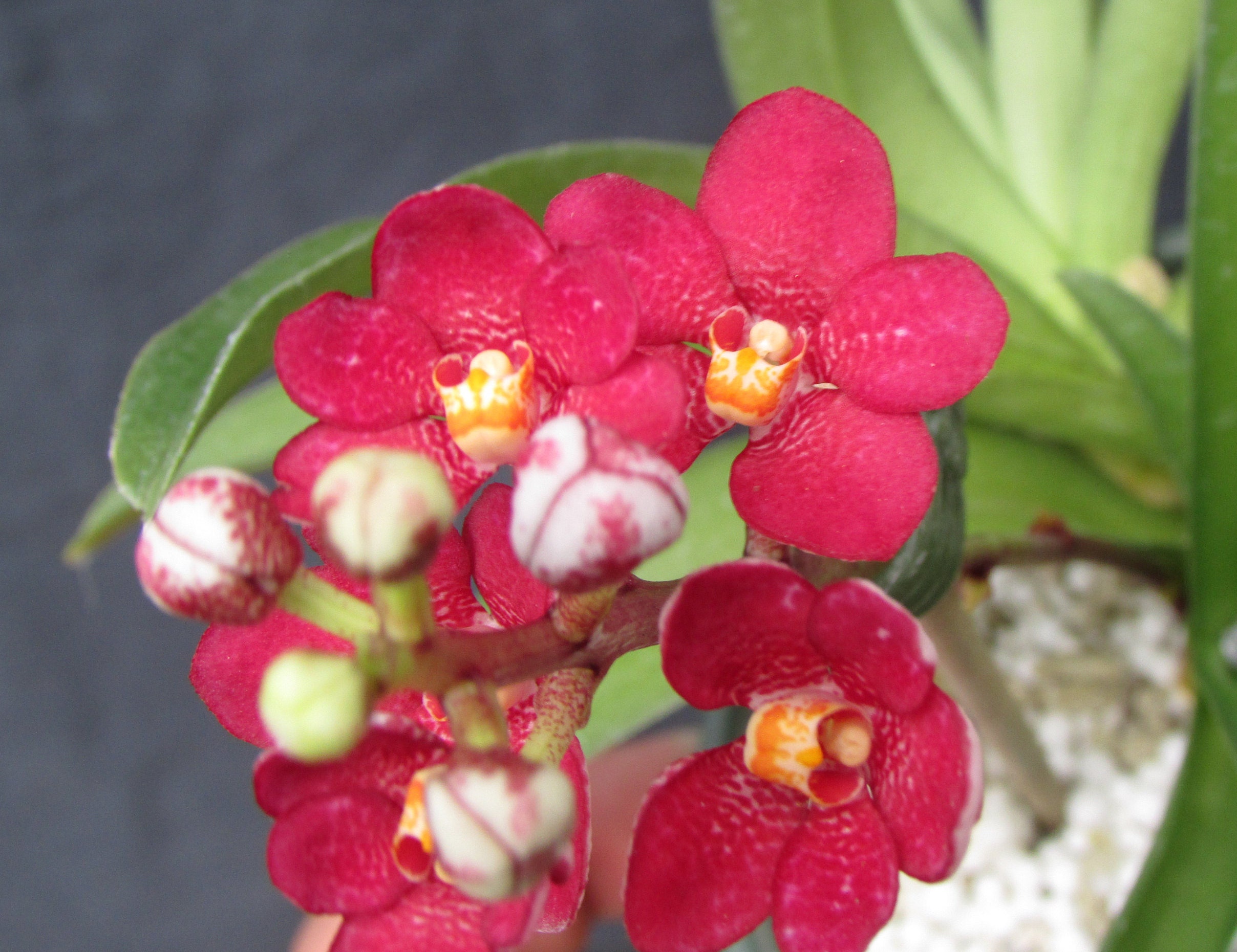 Sarcochilus Kulnura Momentum Etsy