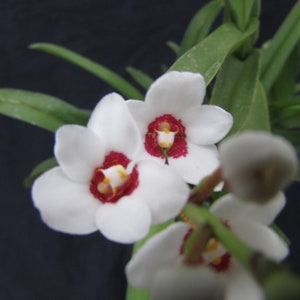 Sarcochilus Kulnura Momentum Etsy