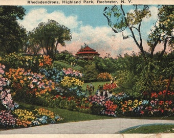 Vintage Pre-Linen Postcard Rhododendrons Highland Park Rochester New York 1920s - 1930s