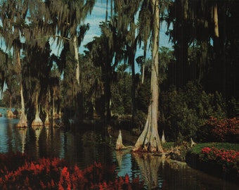 Vintage Chrome Postcard Cypress Trees Cypress Gardens Florida 1970s