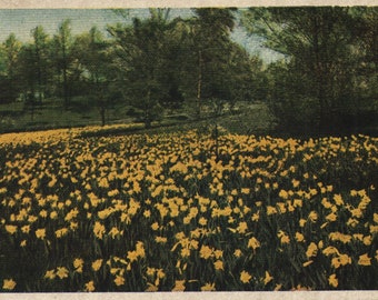 Vintage Postcard Brooklyn Botanic Garden Daffodils New York 1960s - 1970s