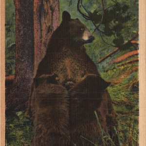 carte postale vintage de linge La Madone des sauvages Wyoming 1934 Yellowstone National Park Bear Nursing Feeding Cubs