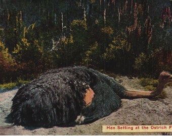 Vintage Pre-Linen Postcard Hen Setting at the Ostrich Farm California 1910s
