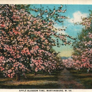 vintage Pré-Linen Carte postale Apple Blossom Time Martinsburg Virginie-Occidentale années 1920