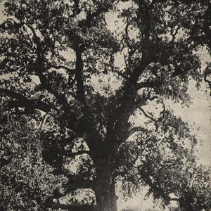 Cartão postal vintage pré-linho Hutchins Oak O maior de seu tipo na Califórnia, década de 1910, com 11 pés de diâmetro, perto de Gridley