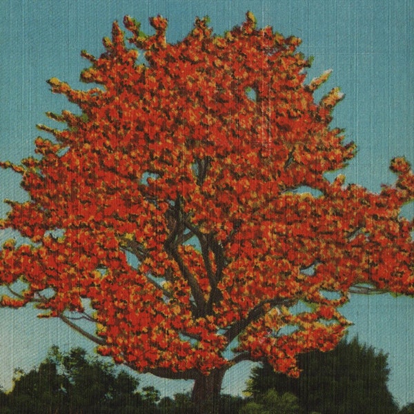 Vintage Linen Postcard The Kapok Tree West Side of Davis Causeway Near Clearwater Florida 1930s