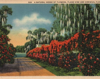 Vintage Linen Postcard A Natural Hedge of Flowers, Flame Vine and Hibiscus Florida 1934