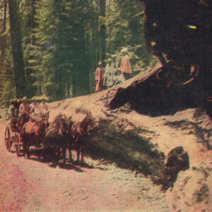 vintage Pre-Linen Carte postale Big Tree California 1900s Yosemite