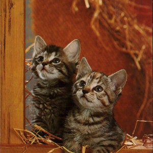 Cartão postal vintage cromado gatos gatinhos no celeiro dos anos 1970