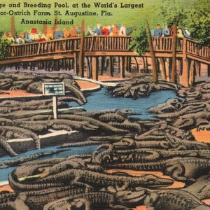 Vintage Linen Postcard Observation Bridge and Breeding Pool Alligator-Ostrich Farm St Augustine Anastasia Island Florida années 1940