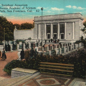 Vintage Pre-Linen Postcard The Steinhart Aquarium of the California Academy of Science Golden Gate Park San Francisco 1910s