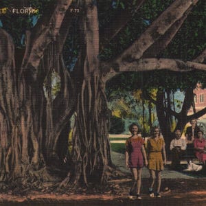Cartão postal de linho vintage The Banyan Tree Flórida 1940s