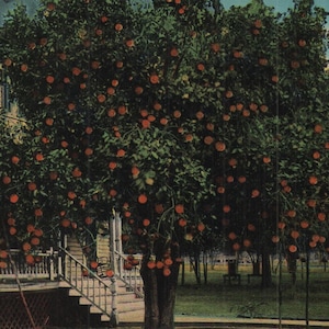 Vintage Pre-Linen Postcard Orange Tree on Front Lawn of Private Residence Jacksonville Florida 1910s