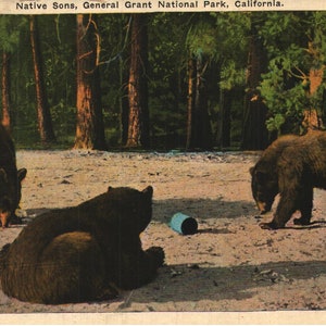 Postal de pre-lino vintage Hijos nativos (osos) Parque Nacional General Grant California 1920s