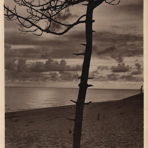 vintage Real Photo Carte postale La Grande Côte L’Océan Coucher de Soleil Bordeaux France Coucher de soleil Côte Arbre