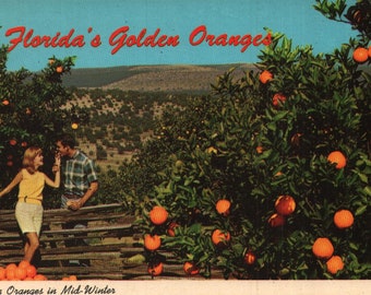 Vintage kromvykort plockar apelsiner i midvintern i Florida 1969