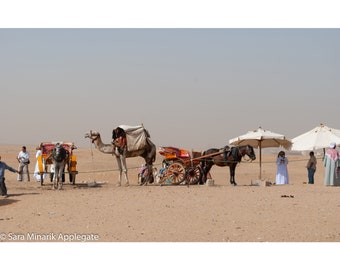 Photo couleur à téléchargement numérique instantané "Transport à vendre" Des chameaux et des promenades en charrette dans les pyramides de Gizeh au Caire, en Égypte