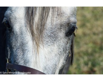 Color signed limited edition photo "Curiosity" White Horse, close up of face