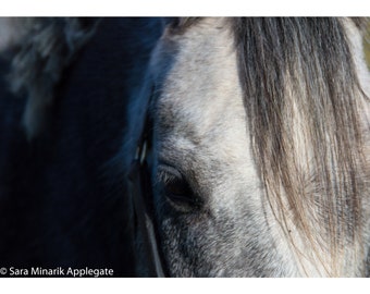 Instant digital download color photo "Interspective" White Horse, close up of face