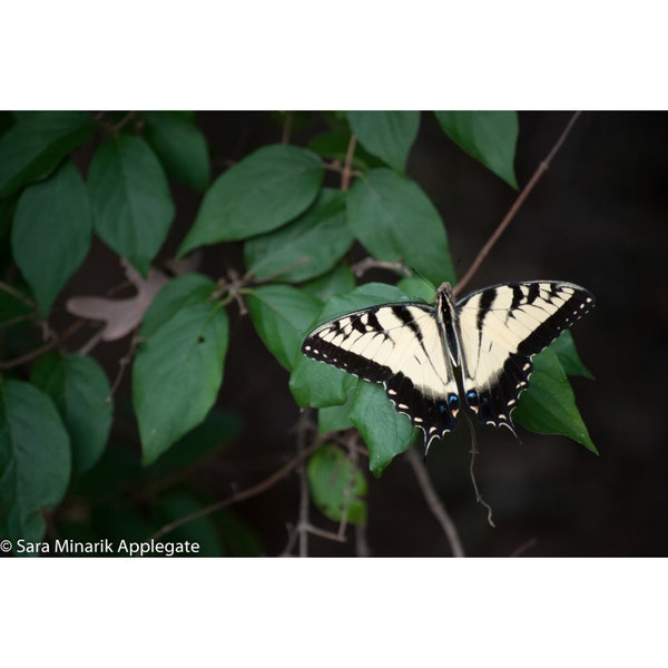 Instant digital download color photo "Pause" close view, macro, yellow butterfly with wings open on green summer leaves