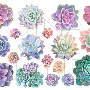 Vintage Watercolor Succulent  DIY Craft Graphics Digital Clip Art Digital Download by Gina Jane Home Decor_ Pioneer Woman Style